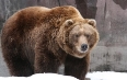 Картинки по запросу "картинки бурого ведмедя"
